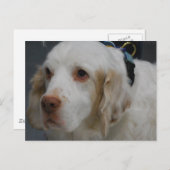 Clumber Spaniel Dog Briefkaart (Voorkant / Achterkant)