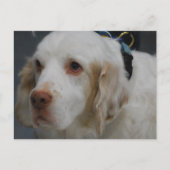 Clumber Spaniel Dog Briefkaart (Voorkant)