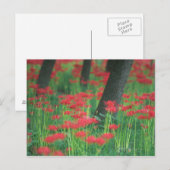 Cluster-amaryllis Briefkaart (Voorkant / Achterkant)