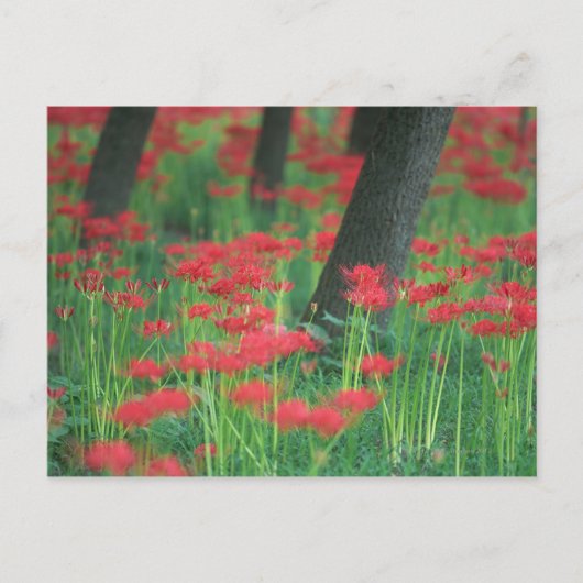 Cluster-amaryllis Briefkaart (Voorkant)