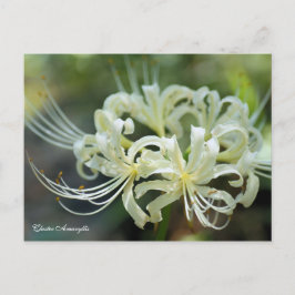 Cluster Amaryllis ［ Briefkaart ］