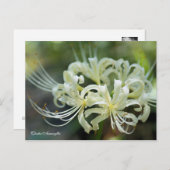 Cluster Amaryllis ［ Briefkaart ］ (Voorkant / Achterkant)