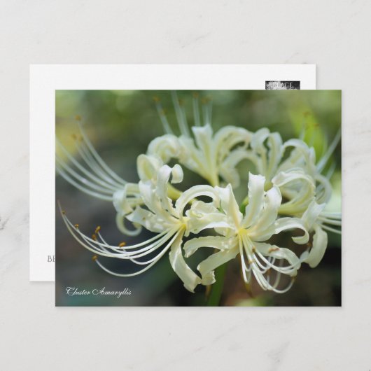 Cluster Amaryllis ［ Briefkaart ］ (Voorkant / Achterkant)