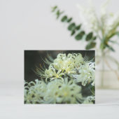 Cluster Amaryllis:Postcard Briefkaart (Staand voorkant)