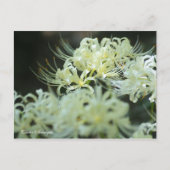 Cluster Amaryllis:Postcard Briefkaart (Voorkant)