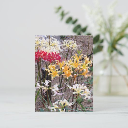 Cluster Amaryllis [Postcard] Briefkaart (Staand voorkant)