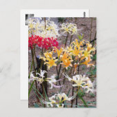 Cluster Amaryllis [Postcard] Briefkaart (Voorkant / Achterkant)