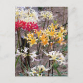 Cluster Amaryllis [Postcard] Briefkaart (Voorkant)