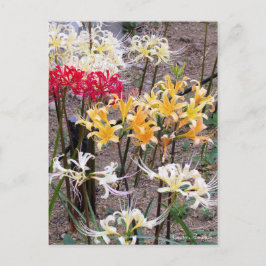 Cluster Amaryllis [Postcard] Briefkaart