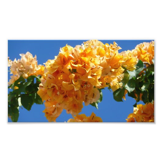 Cluster Golden Bougainvillea Floral Foto Afdruk (Voorkant)