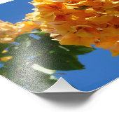 Cluster Golden Bougainvillea Floral Foto Afdruk (Hoek)