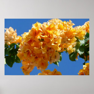 Cluster Golden Bougainvillea Floral Poster