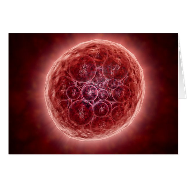 Cluster van Blastomeres die een Morula vormt (Voorkant Horizontaal)