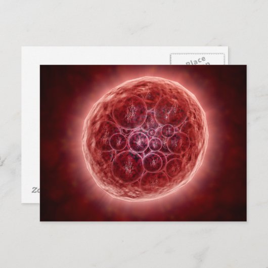 Cluster van Blastomeres die een Morula vormt Briefkaart (Voorkant / Achterkant)