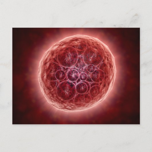 Cluster van Blastomeres die een Morula vormt Briefkaart (Voorkant)