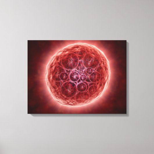 Cluster van Blastomeres die een Morula vormt Canvas Afdruk (Voorkant)