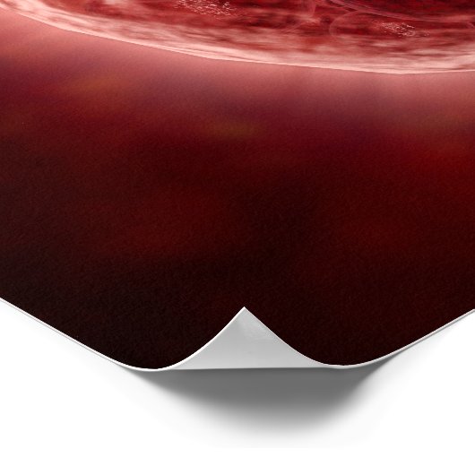 Cluster van Blastomeres die een Morula vormt Poster (Hoek)