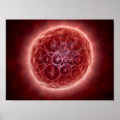 Cluster van Blastomeres die een Morula vormt Poster (Voorkant)