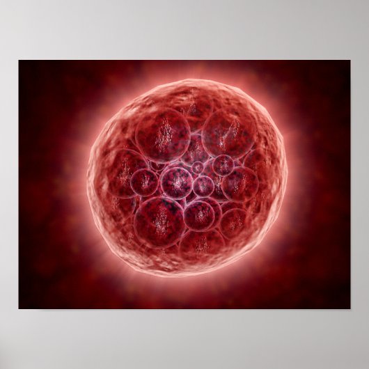 Cluster van Blastomeres die een Morula vormt Poster (Voorkant)