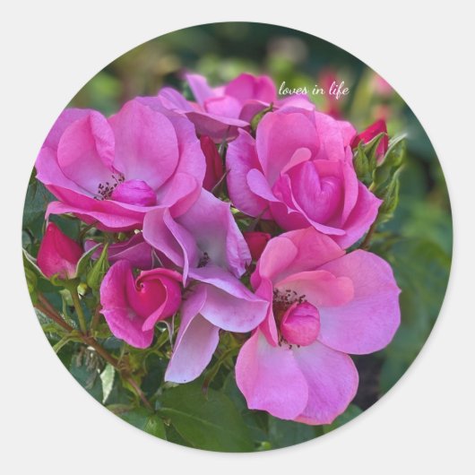 Cluster van lavendel Roze Rozen Ronde Sticker (Voorkant)