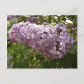Cluster van Lila bloesems-lentekort Briefkaart (Voorkant)
