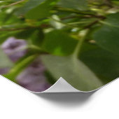 Cluster van Lila bloesems-lentekort Poster (Hoek)