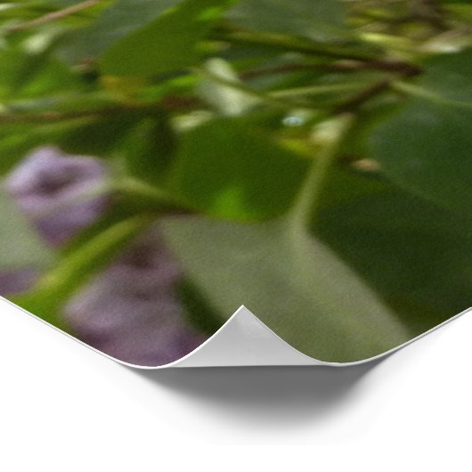 Cluster van Lila bloesems-lentekort Poster (Hoek)