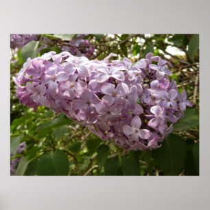 Cluster van Lila bloesems-lentekort Poster