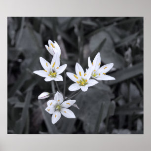 Cluster van Mini Bloemen Macro Foto BW / Kleur Poster