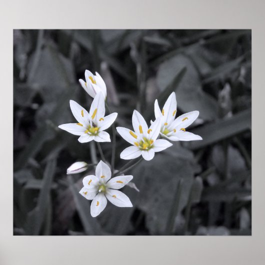 Cluster van Mini Bloemen Macro Foto BW / Kleur Poster (Voorkant)