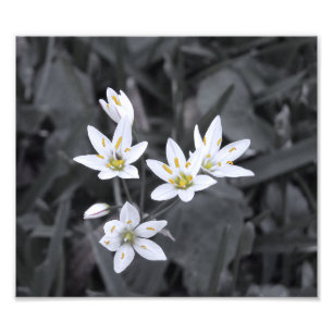 Cluster van minibloemen Macro Foto BW/Colour Print Afdruk