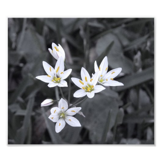 Cluster van minibloemen Macro Foto BW/Colour Print Foto Afdruk (Voorkant)