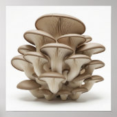 Cluster van oesterzwammen poster (Voorkant)