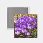 Cluster van Paarse Kroatische lentekort Magneet (Voorkant / Achterkant)
