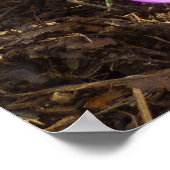 Cluster van Paarse Kroatische lentekort Poster (Hoek)