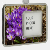 Cluster van Paarse Kroatische lentekort Verzilverd Omlijst Ornament (Rechts)