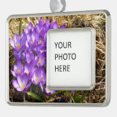Cluster van Paarse Kroatische lentekort Verzilverd Omlijst Ornament (Links)