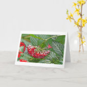 CLUSTER VAN RODE PENTAS LANCEOLATA / STERRENBLOEM KAART (Gele Bloem)