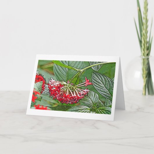 CLUSTER VAN RODE PENTAS LANCEOLATA / STERRENBLOEM KAART (Voorkant)