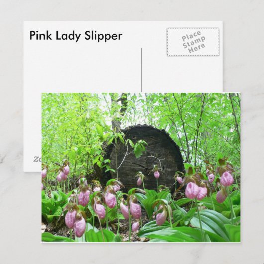 Cluster van roze-damesspiegels briefkaart (Voorkant / Achterkant)