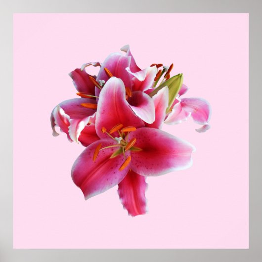 Cluster van Stargazer Lilies Poster (Voorkant)
