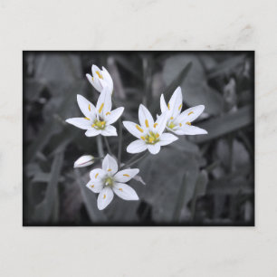 Cluster van Wildflowers Macro Foto Post kaart