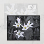 Cluster van Wildflowers Macro Foto Post kaart (Voorkant / Achterkant)