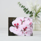 Cluster  witte en roze geraniumbloesems briefkaart (Staand voorkant)