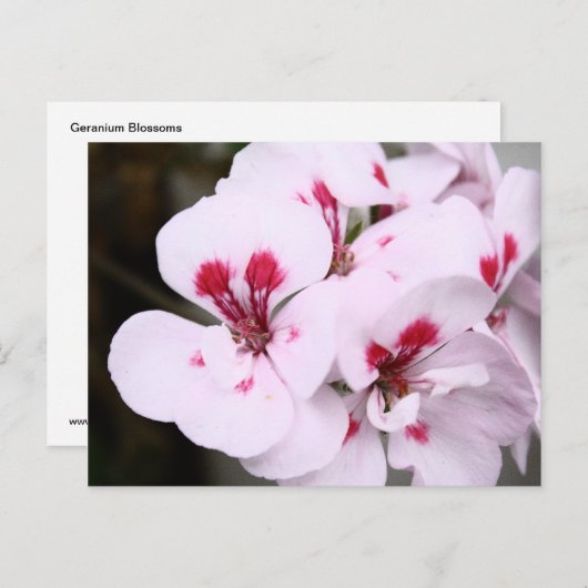 Cluster  witte en roze geraniumbloesems briefkaart (Voorkant / Achterkant)