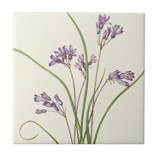 Clusterlily door Mary Vaux Walcott Tegeltje (Voorkant)