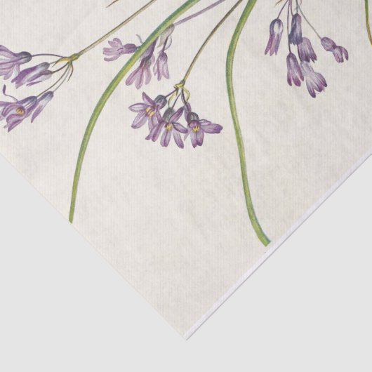 Clusterlily door Mary Vaux Walcott Tissuepapier (Detail)