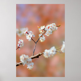 Clusters van Japanse abrikozenbloemen Poster