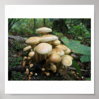 Clutter van paddenstoelen poster