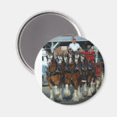 Clydesdale 6 paard hapering magneet (Voorkant / Achterkant)